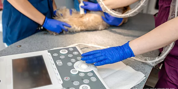 TPE Solutions in Veterinary Medical Equipment